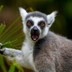 Moody Lemur