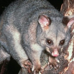 Looking for possums.