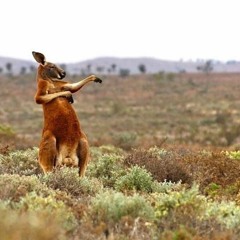 kangaroo grass