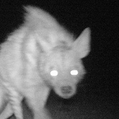 hyena bitch