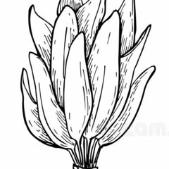 Flaxenkilt Blackthorne