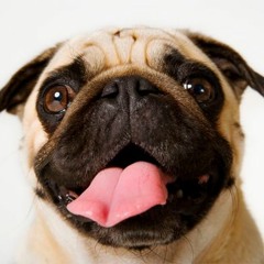 pug