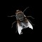 Mud Bug D