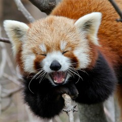 Red Panda's Music Repository