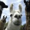 Llama