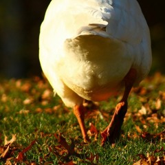 Birdwell Crusty
