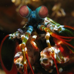 Palyonii