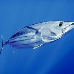 MajesticTuna