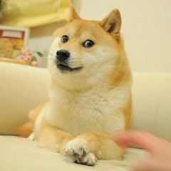 破壊Shiba