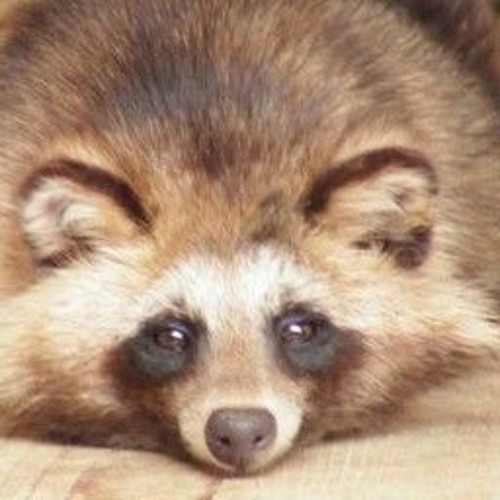 Tanuki’s avatar