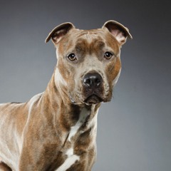Amercian Pit Bull Terrier Association