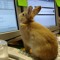Rabbyt Net