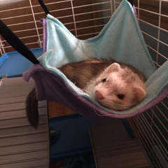 Critter Lover