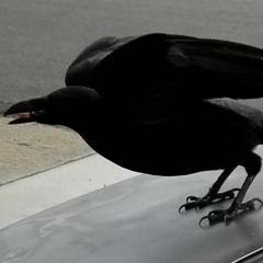 Rustic Penitent Memoirs