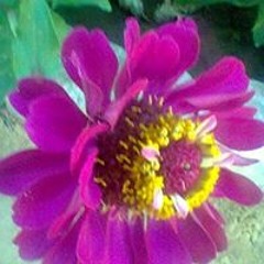 ام منير قديح