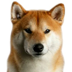 i am a shiba