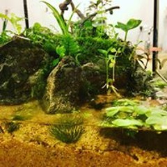 EgzotikBahce Demirkan