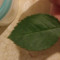 Icy leaf