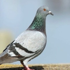 Winter Pigeon
