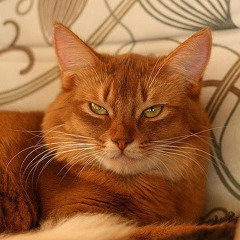 Foolishly Golden