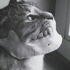 Anastasija Aleksandrovits