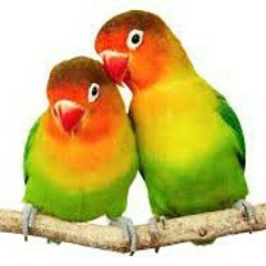 love birds