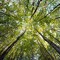 Treebase DMX