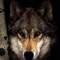 Grey Wolf