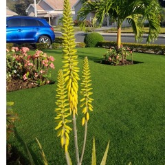 SIMPLEWHITE ADVANCED