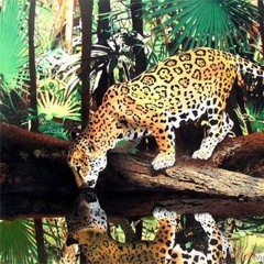 Jaguars on the River