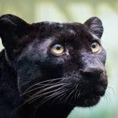 panther remix