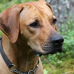 Solo Ridgeback