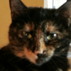 Angel Isis