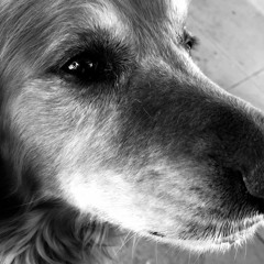 Chucho