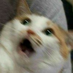 HD