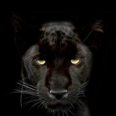 Panthera Sets