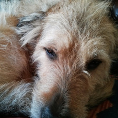 SondelaSam (sondelasam)