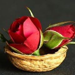 Rana Reda