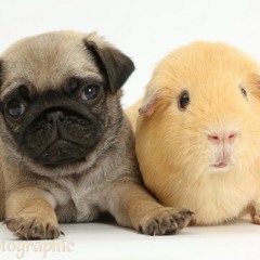 Marius longdick syle