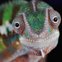 A chameleon named Ludmilla