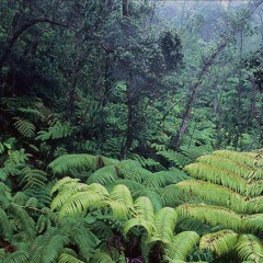 The plant corporation