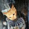 Julian Nachtkatze