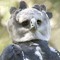Mr. harpy da Eagle