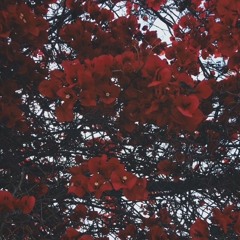Rasha H.