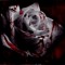 Ozzy_Headwinged
