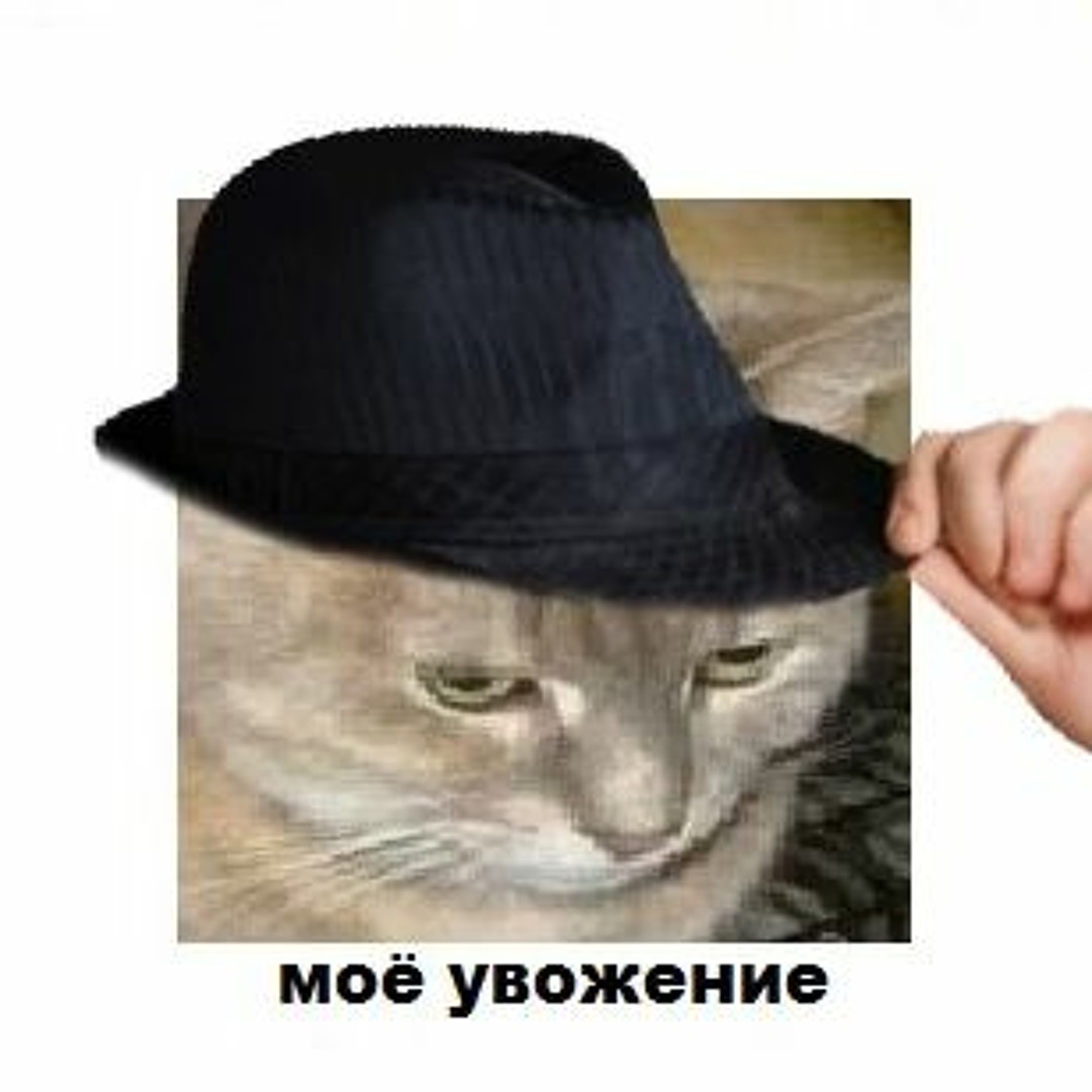Мое уважение или. Моё почтение мем. Кот в шляпе мем. Мемы про уважение. Мое уважение.