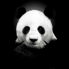 BlackPanda