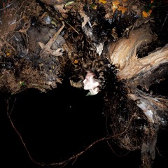 Saulius Jegelevicius