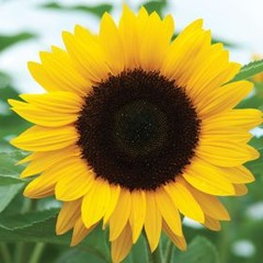 sunflower_love