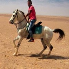 الصقر الجارح الصمت الذئب